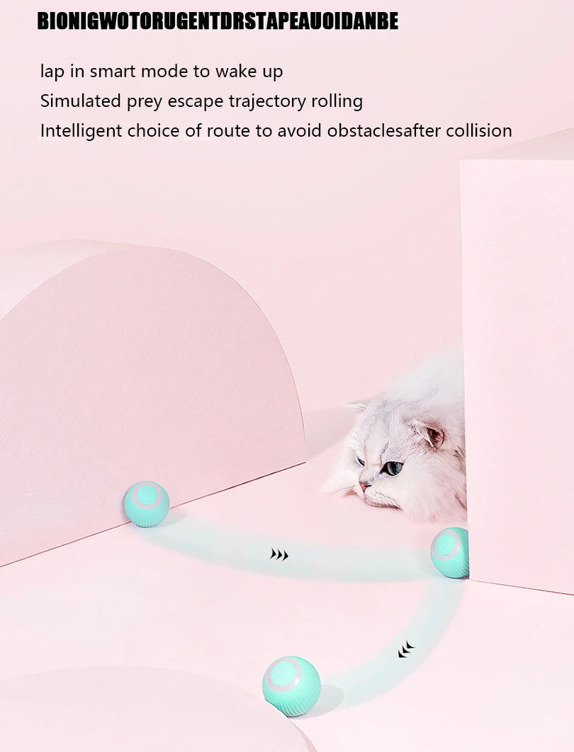 Interactive car for cats