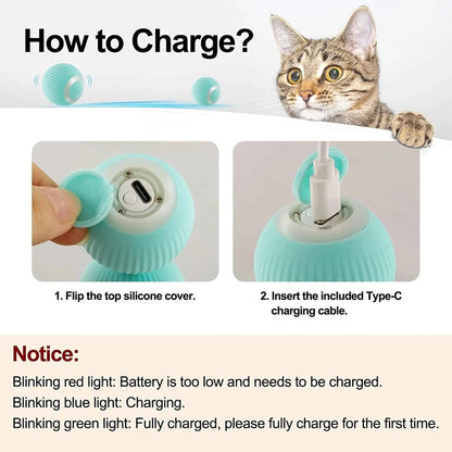 Interactive car for cats